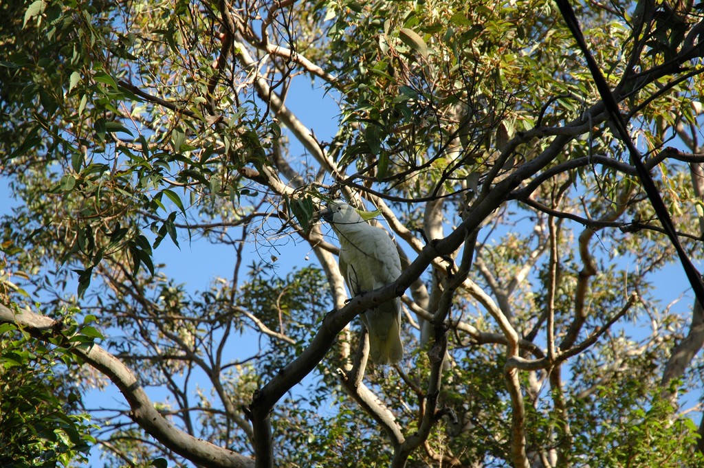 Yellow Crested White Cookatoo